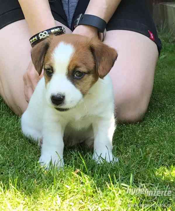 Jack Russell terrier s PP - foto 1