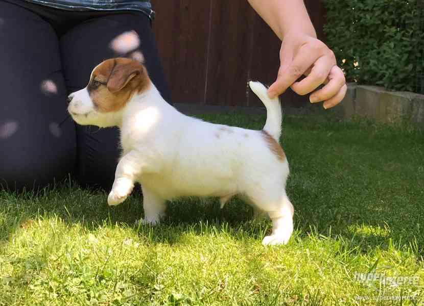 Jack Russell terrier s PP - foto 3