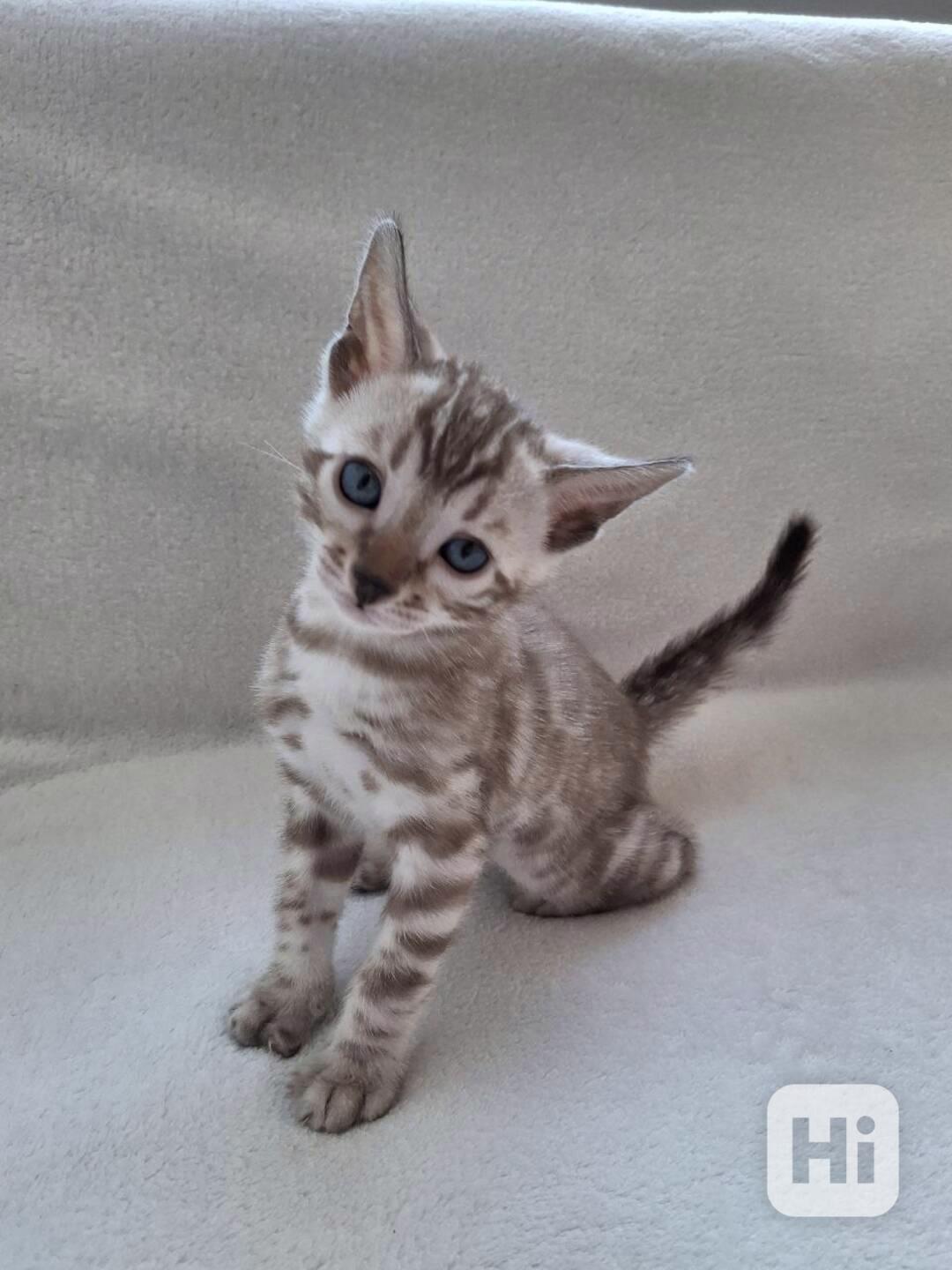 Bengálská kočka, koťata s PP  - foto 1