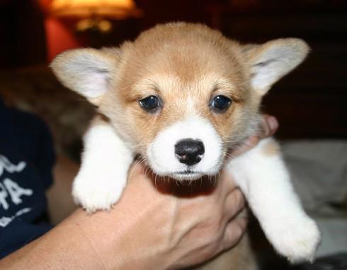 Velsh Corgi Super štěňata Těmto štěňatům Pembroke Welsh Corg - foto 1