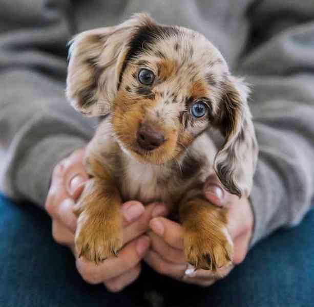  Jezevčík Fenka a Pejsek k adopci - foto 1