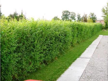 Jilm sibiřský - nejrychleji rostoucí živý plot - foto 1