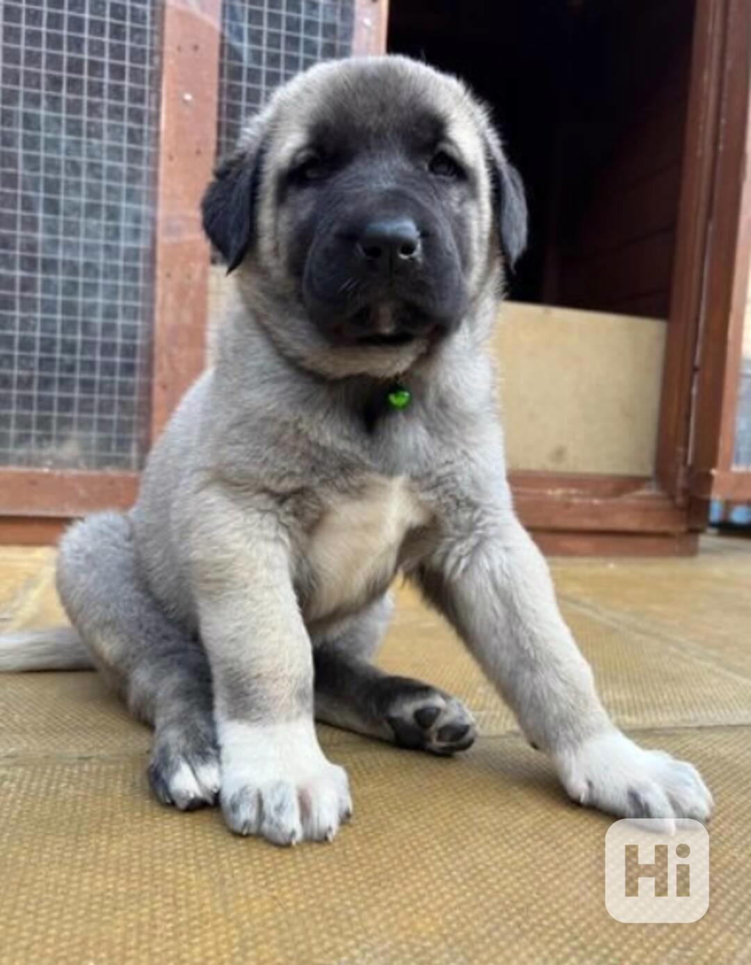 Turecký kangal hledá milující domov - foto 1