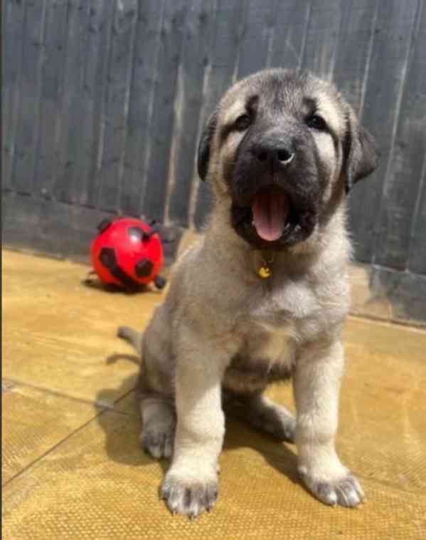 Turecký kangal hledá milující domov - foto 2