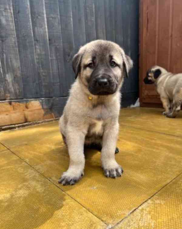 Turecký kangal hledá milující domov - foto 3