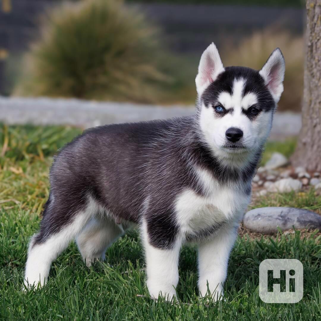 sibiřský husky štěňata na prodej - foto 1