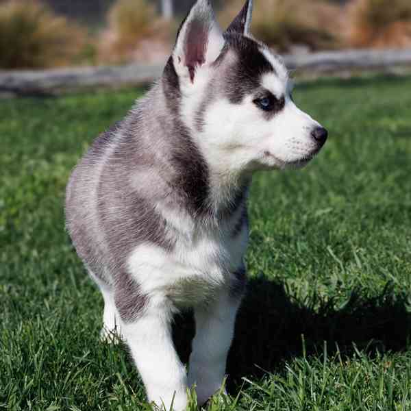 sibiřský husky štěňata na prodej - foto 5