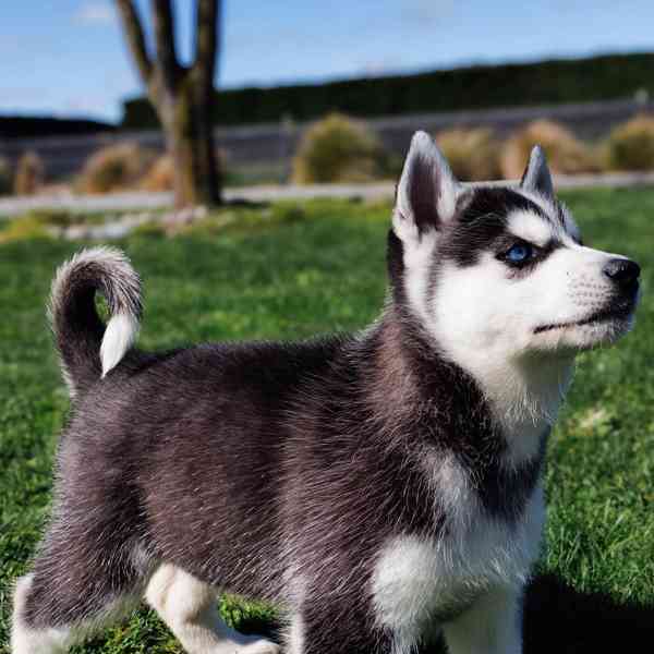 sibiřský husky štěňata na prodej - foto 3