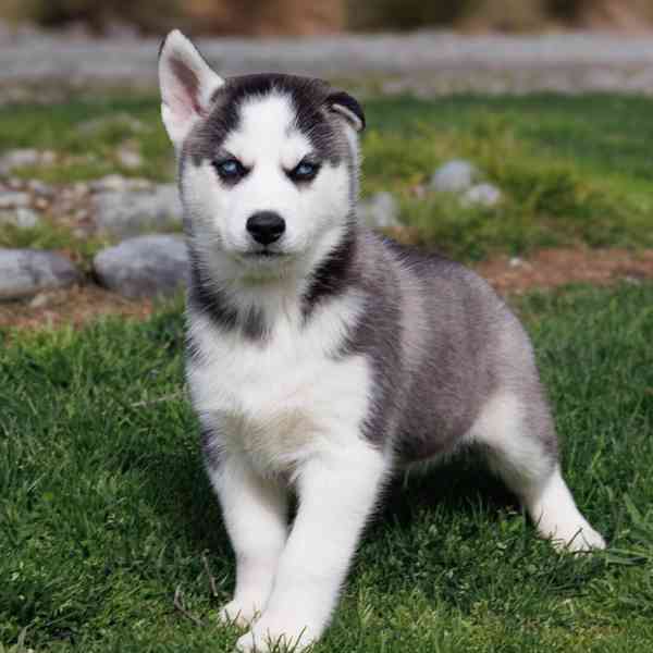 sibiřský husky štěňata na prodej - foto 6