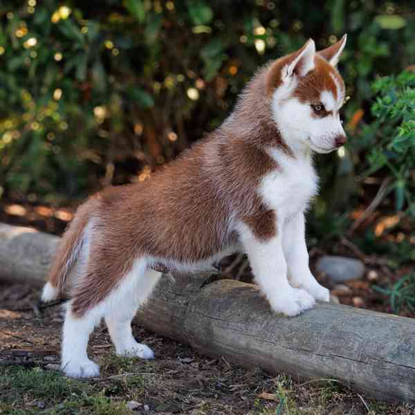 sibiřský husky štěňata na prodej - foto 2