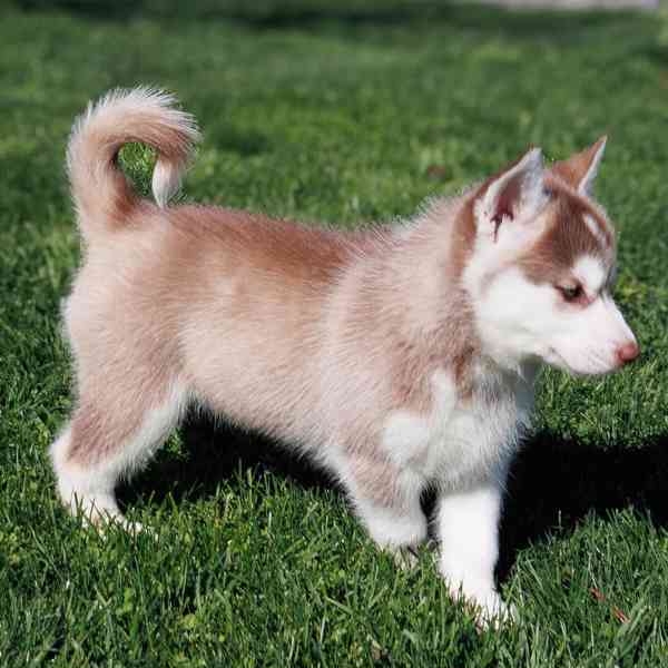 sibiřský husky štěňata na prodej - foto 4