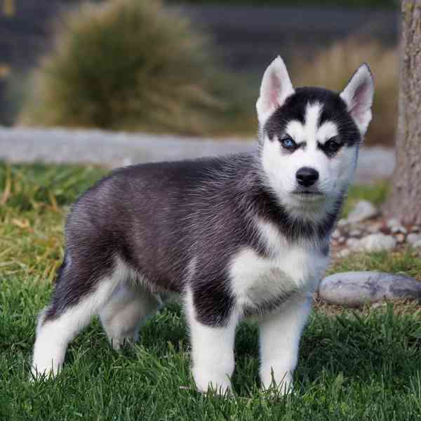 sibiřský husky štěňata na prodej