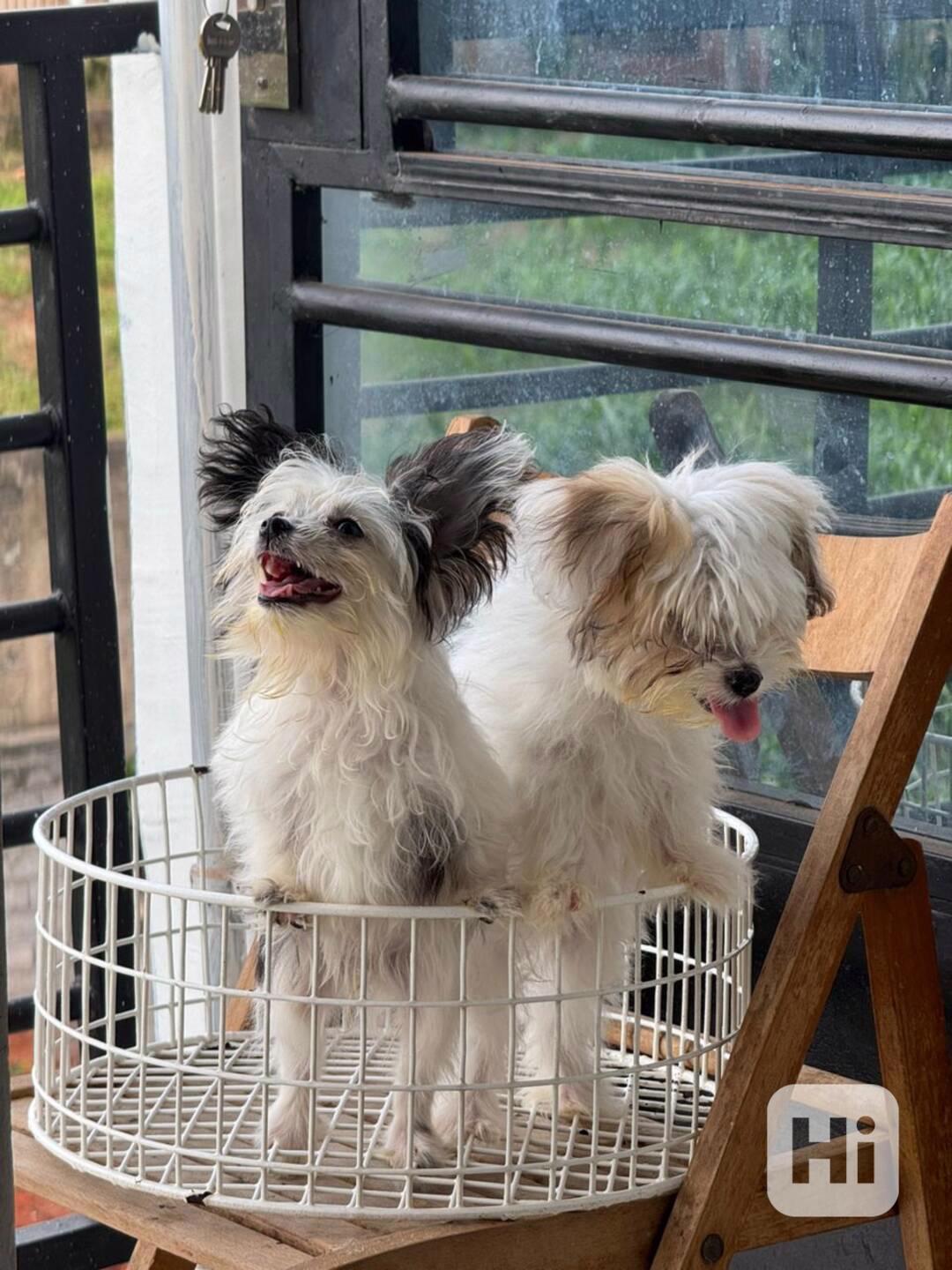 Gute Neuigkeiten! Neue Havaneser-Welpen sind da! - foto 1