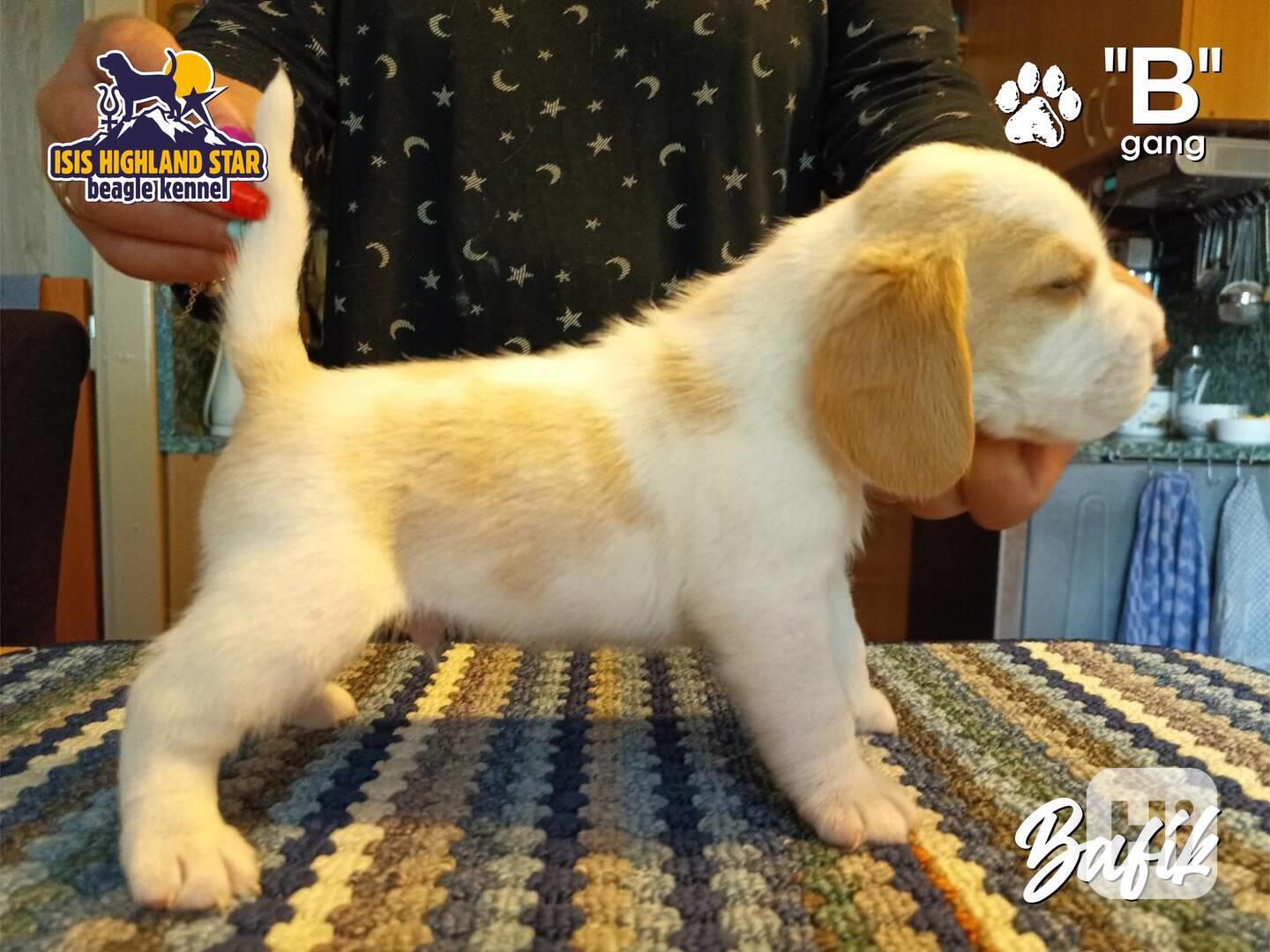 Beagle pejsek s PP - foto 1