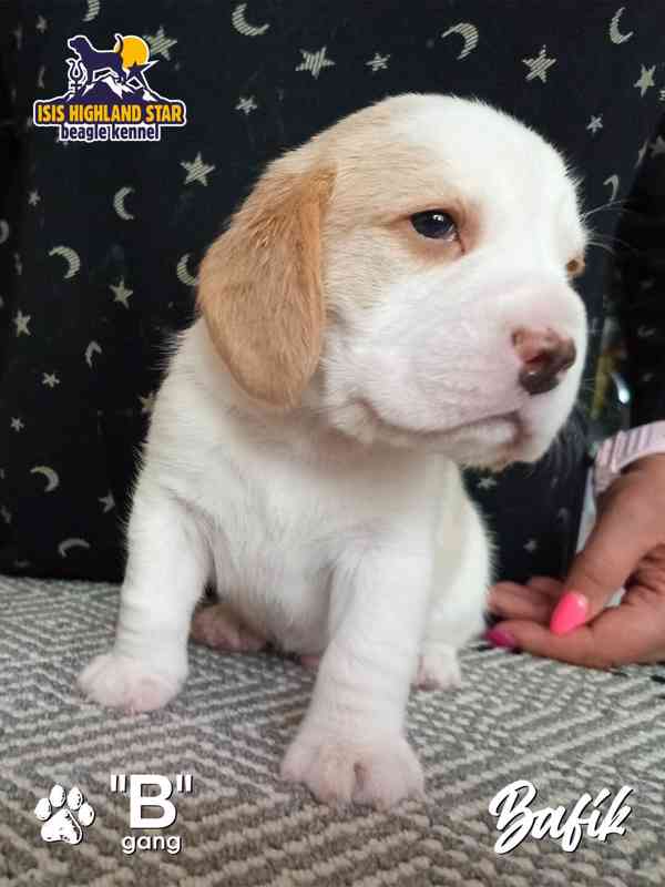 Beagle pejsek s PP - foto 3