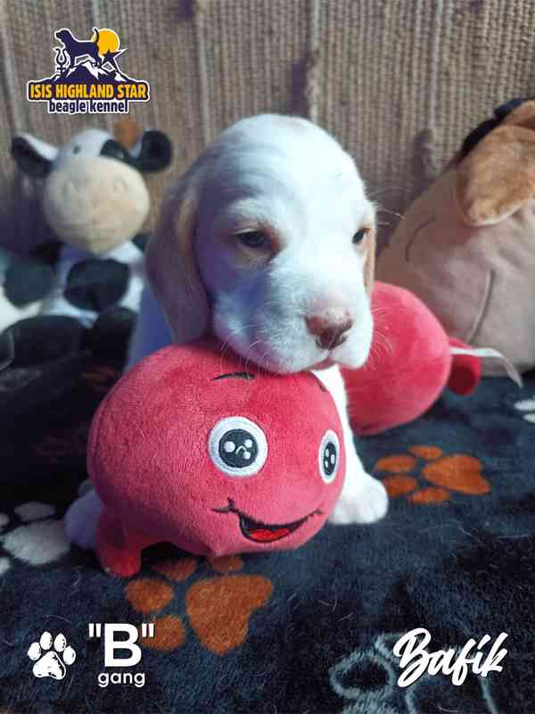 Beagle pejsek s PP - foto 2
