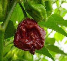 Chilli paprika Trinidad Moruga Scorpion Chocolate-sazenice - foto 1