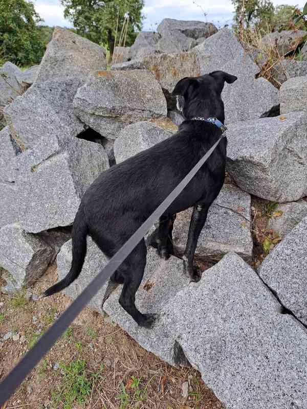TIM - kříženec 14 kg - kastrovaný psík 12 let  - foto 4
