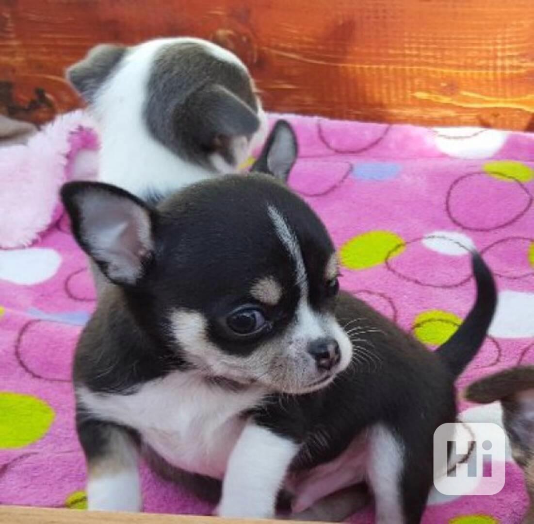 Štěňata čivavy jsou velmi milá - foto 1