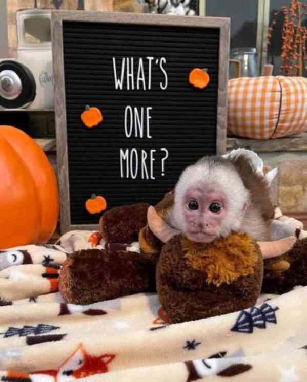 Rozkošné kapucínské opičky 🐒