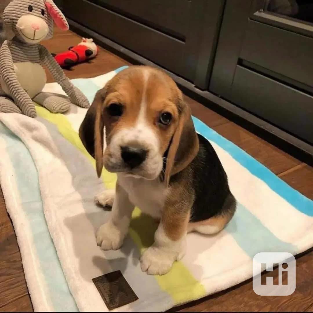 Tato rozkošná štěňátka bíglů - foto 1