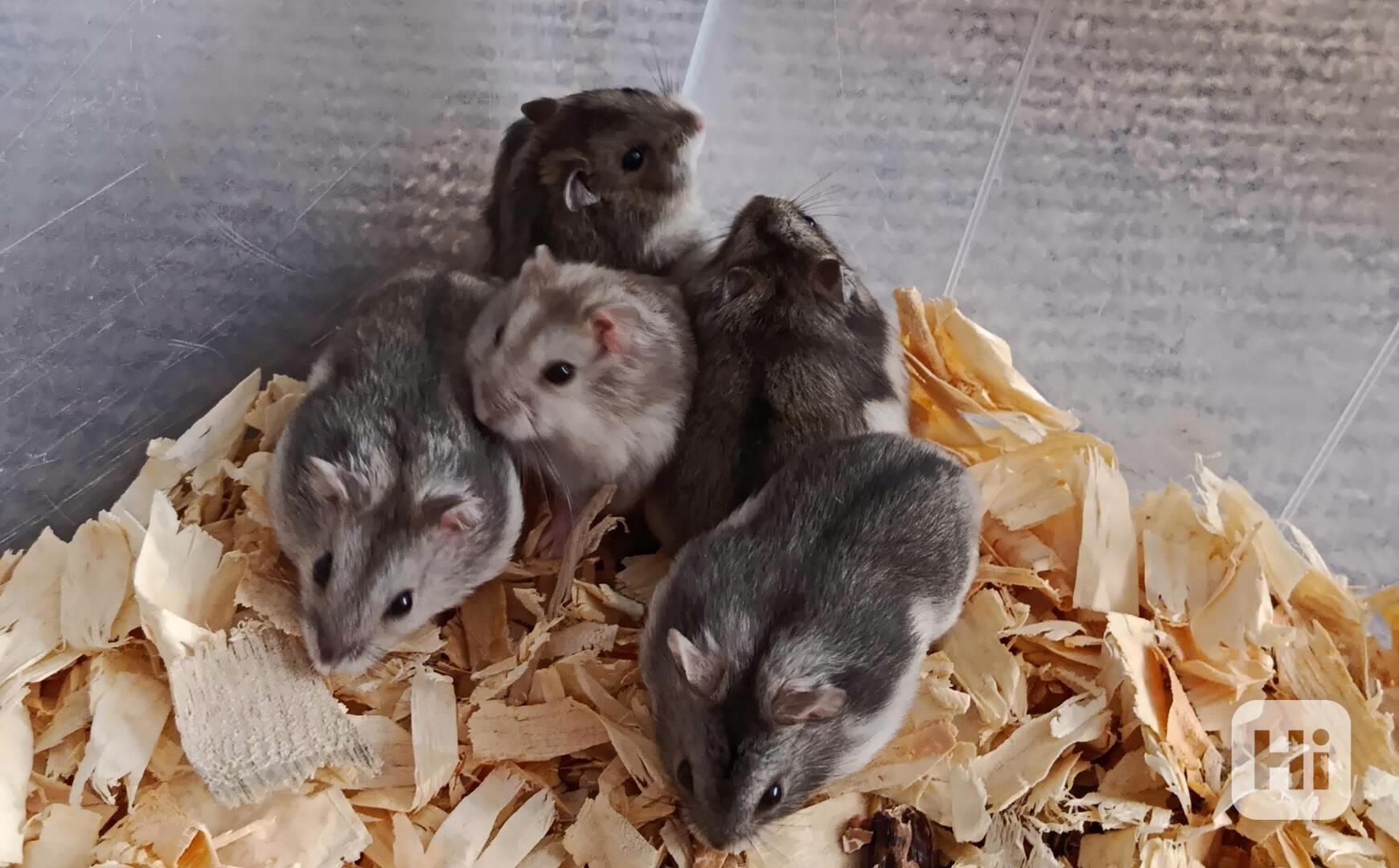 Křečík džungarský - foto 1