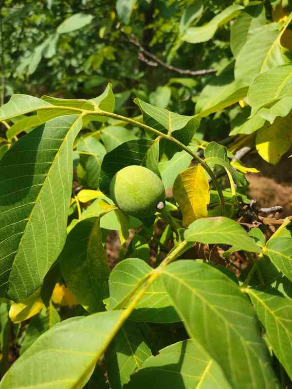 Rodinný dům a malá farma v horách (Srbsko) - foto 6