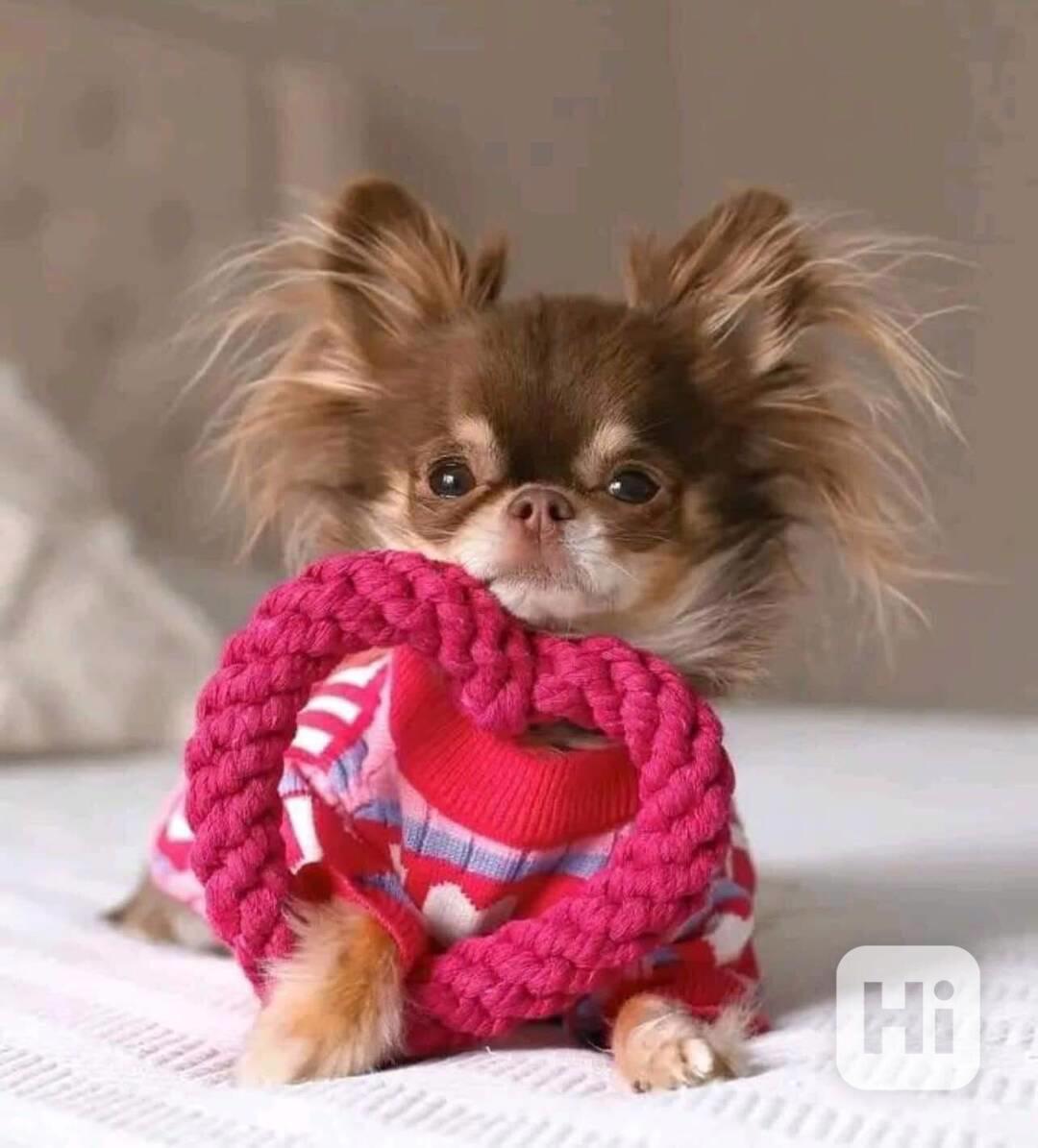 Čivava k adopci zdarma - foto 1