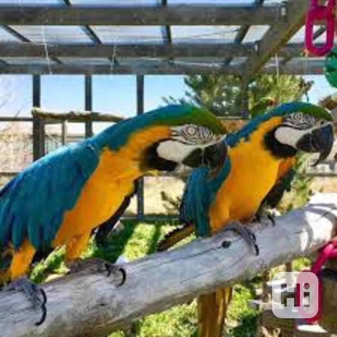 Rozkošný samec a samice papoušků ara šarlatového - foto 1