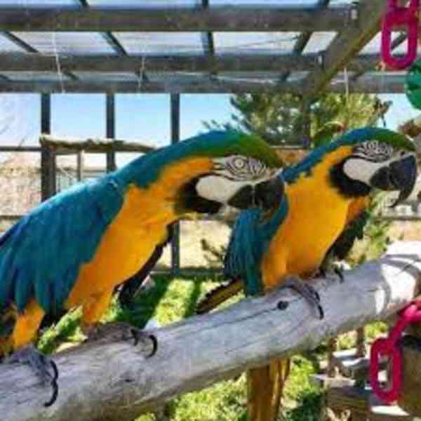 Rozkošný samec a samice papoušků ara šarlatového