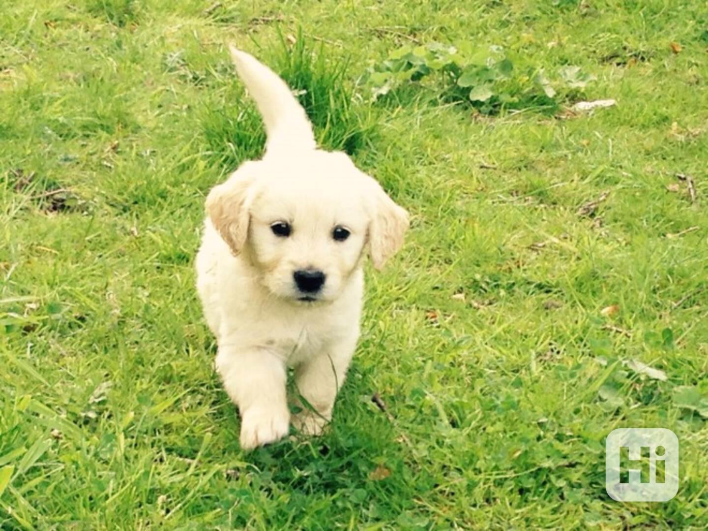 K dispozici štěňata zlatého retrívra - foto 1