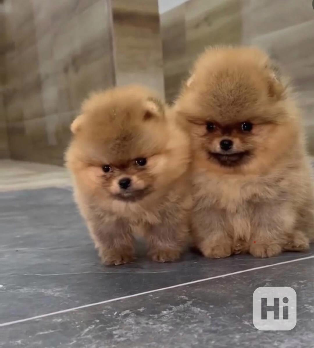 Vynikající pomeranianští kluk a holčička - foto 1