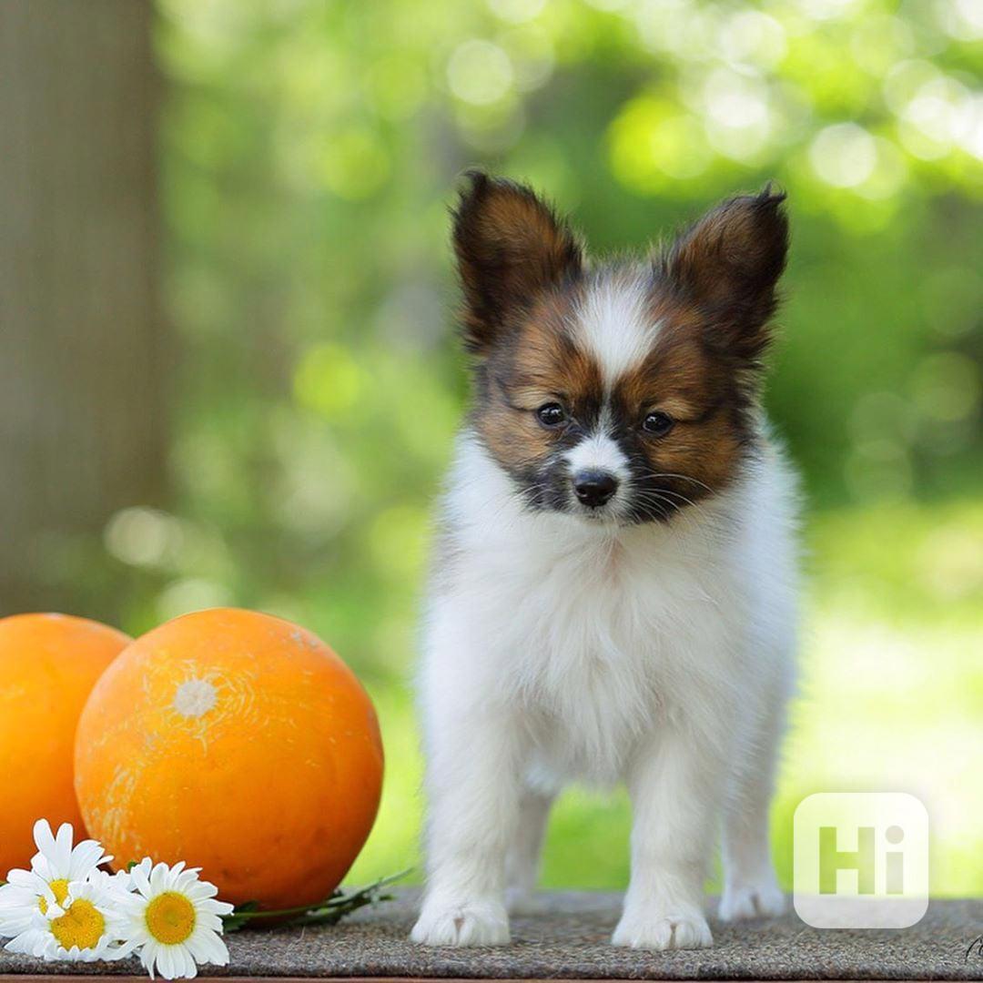 Dobře vycvičení štěňata papillonu, samec a samice, čistokrev - foto 1