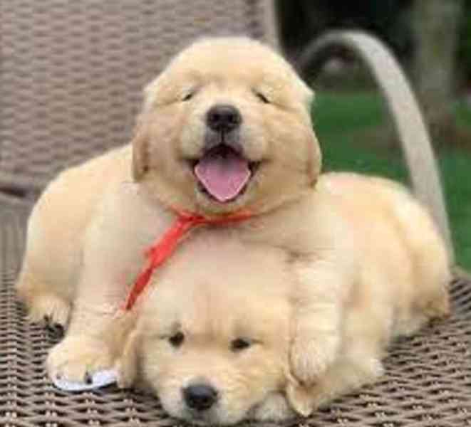 Štěňata zlatého retrívra k dispozici k adopci. 