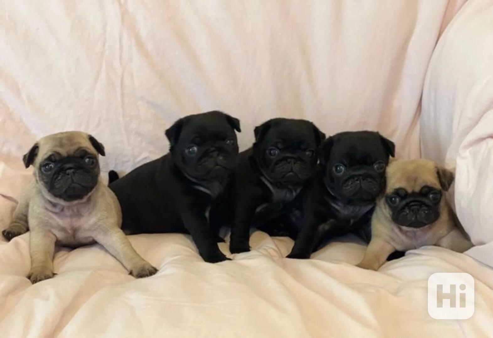 Mops pro vaše děti v této sezóně. Velmi hravý s dětmi - foto 1