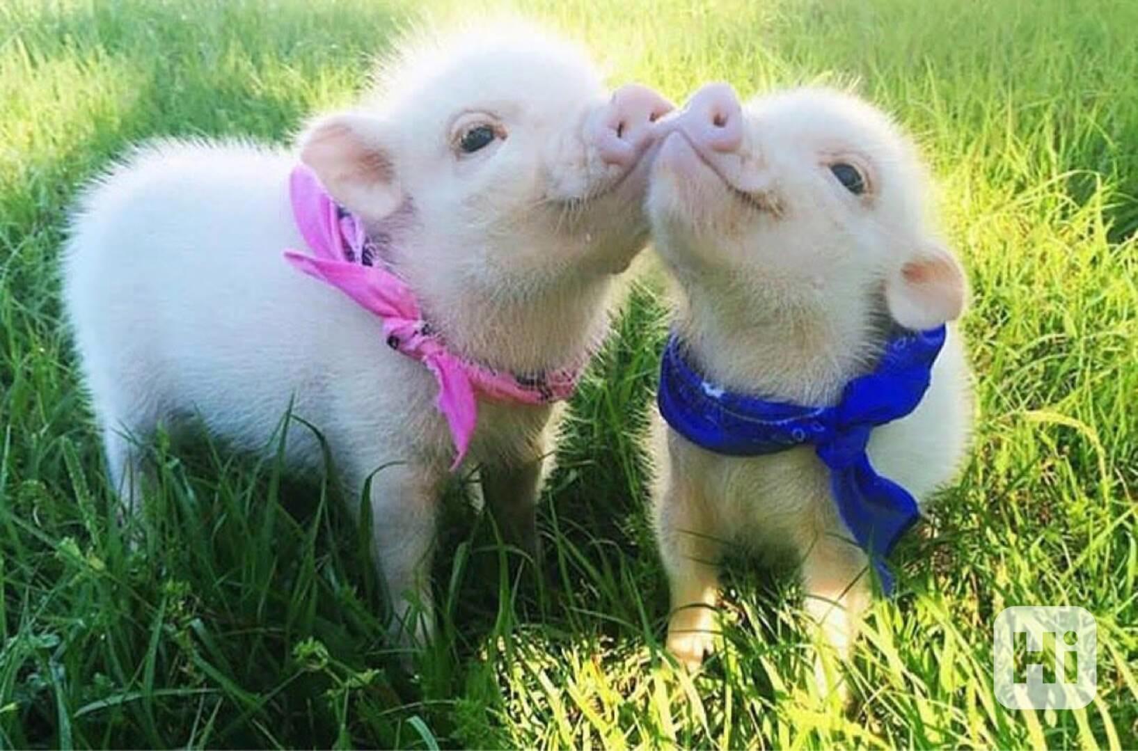 Rozkošná prasátka na prodej  - foto 1