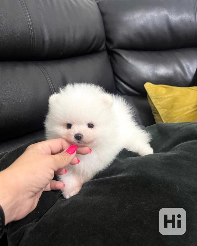 Špičkové 🐼 Šampionské linie pomeranianů - foto 1