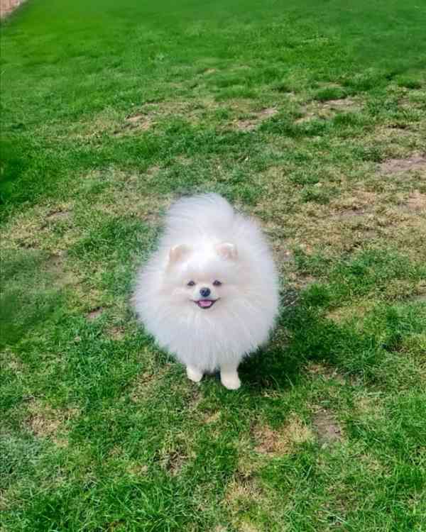 Špičkové 🐼 Šampionské linie pomeranianů - foto 3