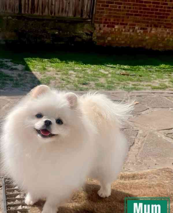 Špičkové 🐼 Šampionské linie pomeranianů - foto 2
