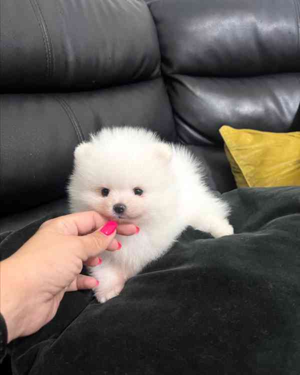 Špičkové 🐼 Šampionské linie pomeranianů - foto 1