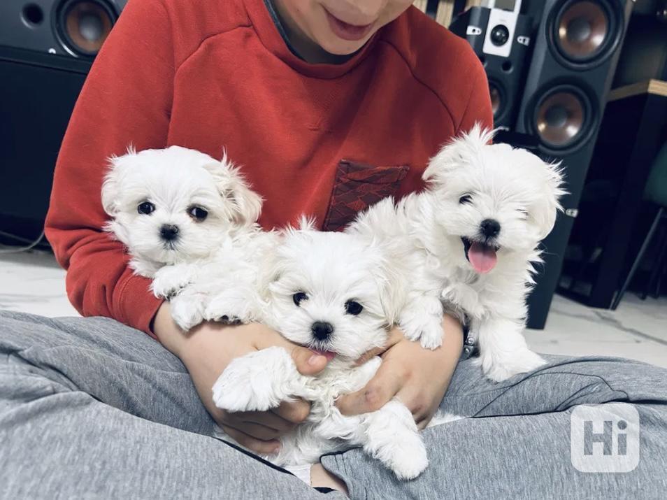 Maltézský psík  - foto 1