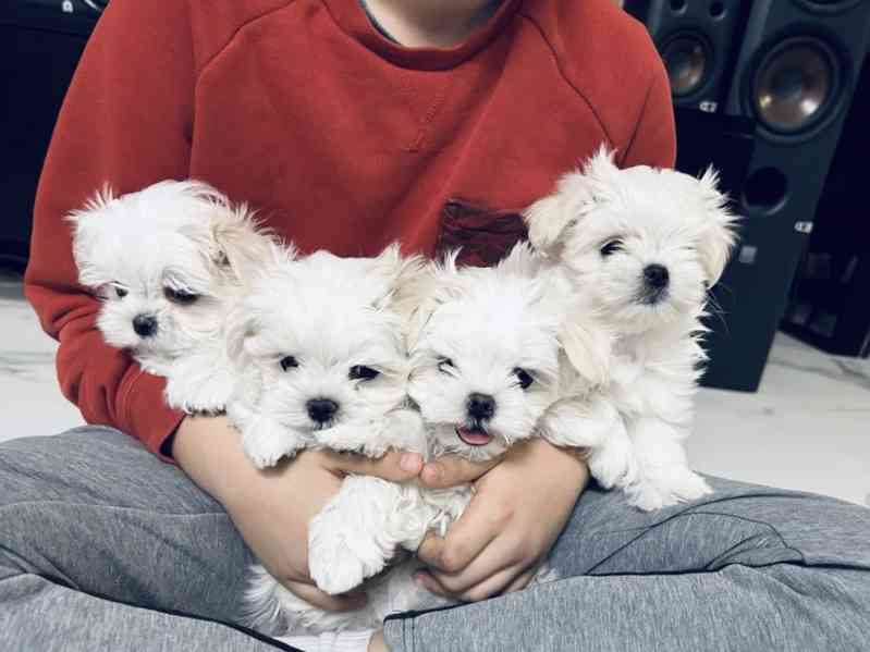 Maltézský psík  - foto 2