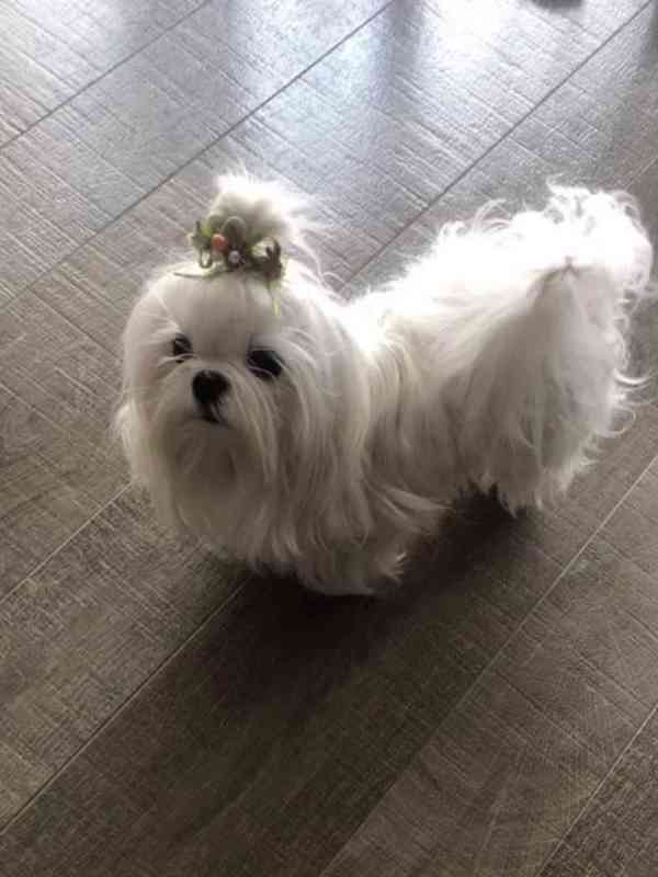 Maltézský psík  - foto 3