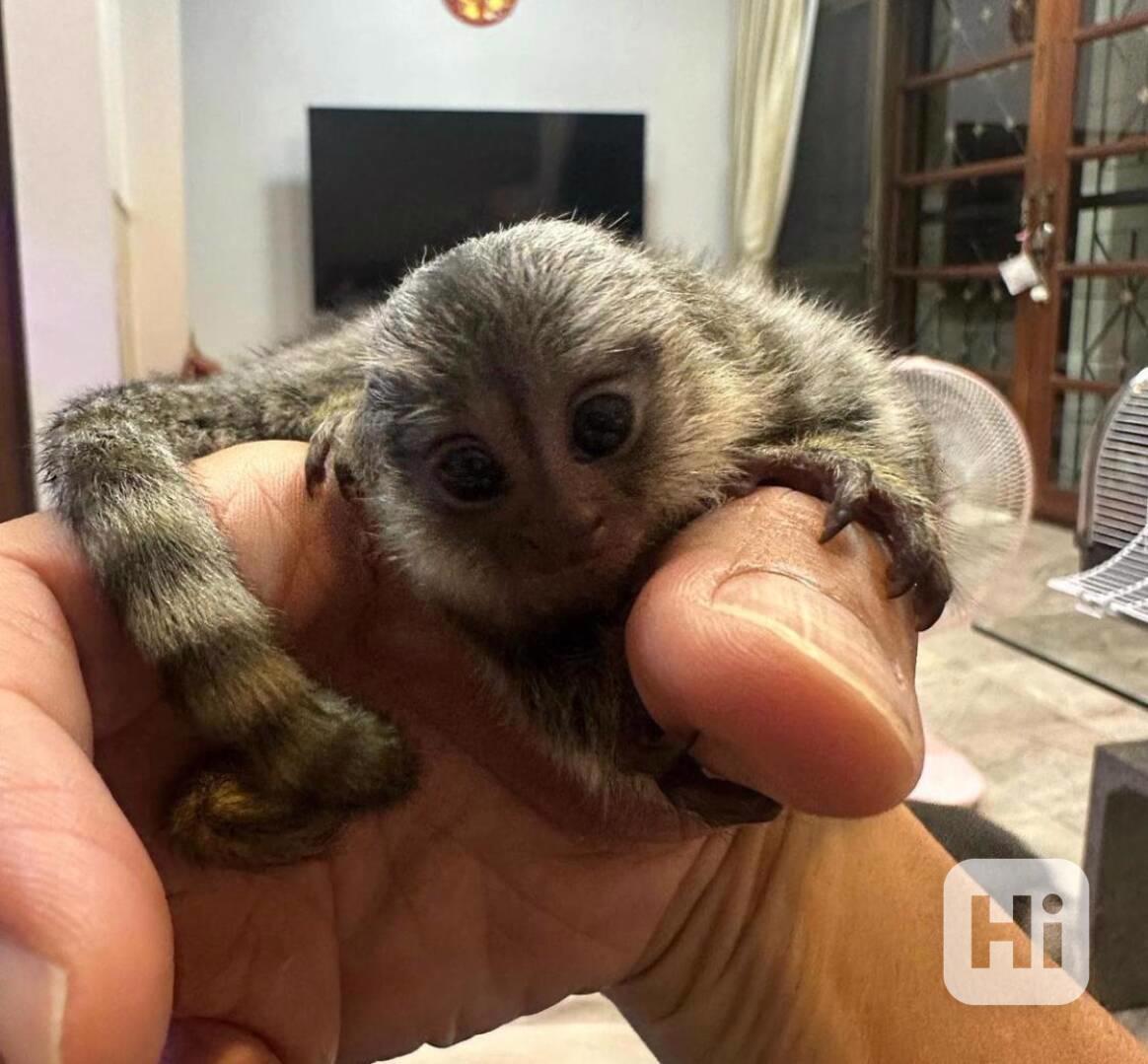 Zdravá mláďata kosmanů k adopci. - foto 1