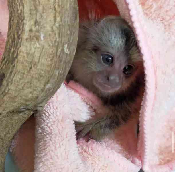 Zdravá mláďata kosmanů k adopci. - foto 5