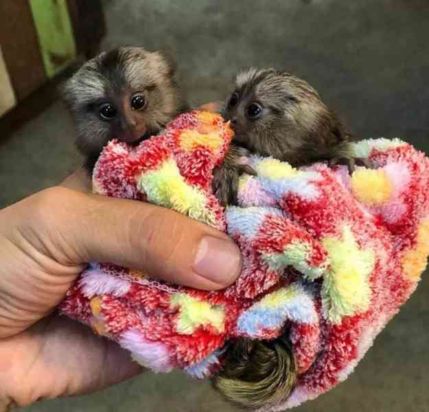 Zdravá mláďata kosmanů k adopci. - foto 6