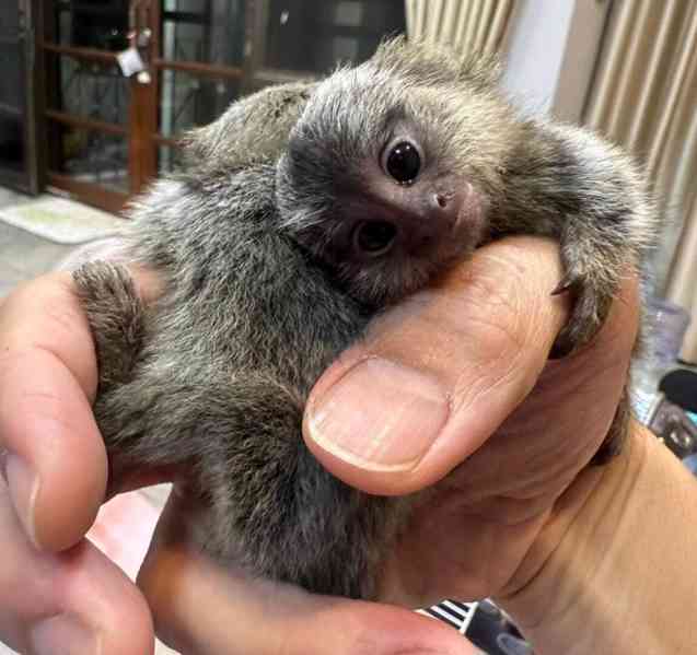 Zdravá mláďata kosmanů k adopci. - foto 3