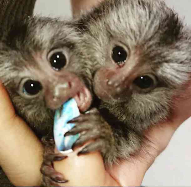 Zdravá mláďata kosmanů k adopci. - foto 4