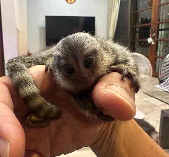 Zdravá mláďata kosmanů k adopci. - foto 7