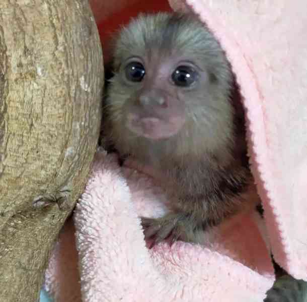 Zdravá mláďata kosmanů k adopci. - foto 2